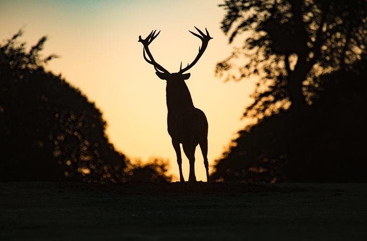 Les animaux partagent aussi votre route. Ouvrez l’œil!