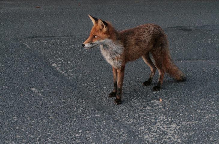 Les animaux sont aussi des victimes de la route