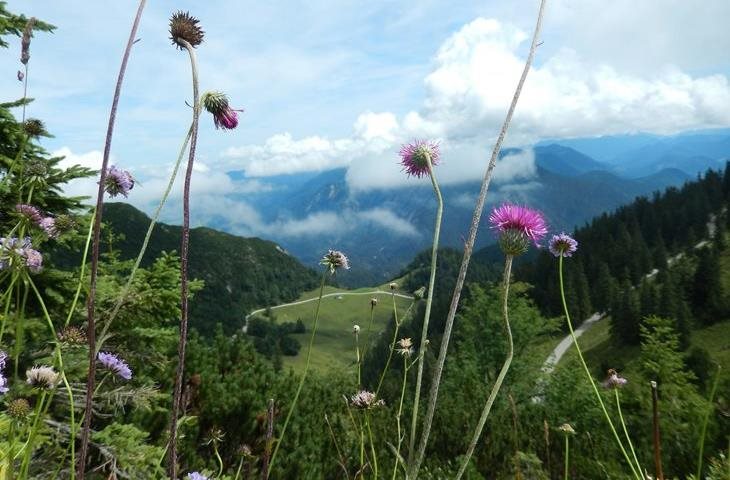 Des balades pour découvrir le secret des plantes.
